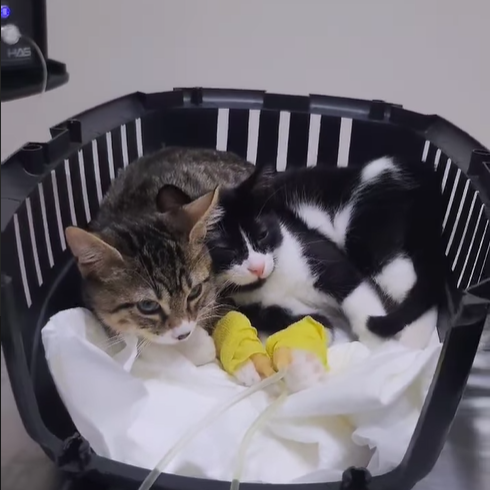 Yavru Bebişler Gençlik Hastalığından Kurtulmak Üzereler