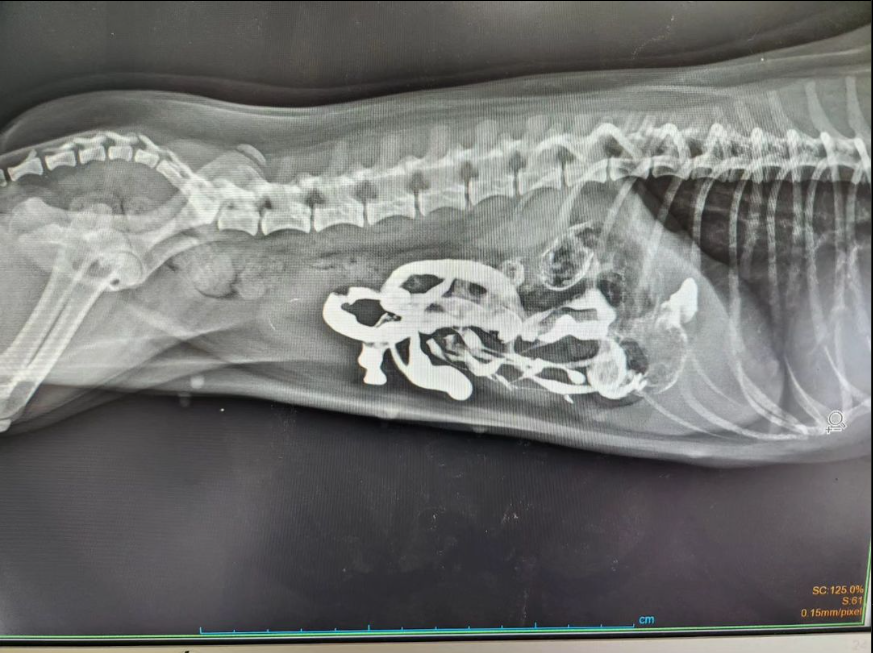 Yabancı Cisim Yeme Alışkanlığı